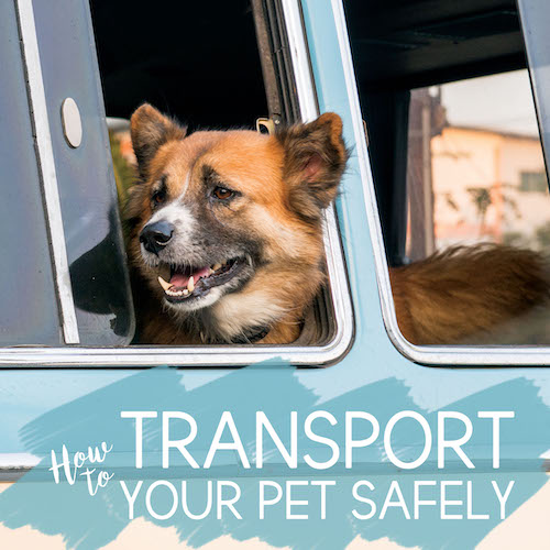 How to transport your pets safely
